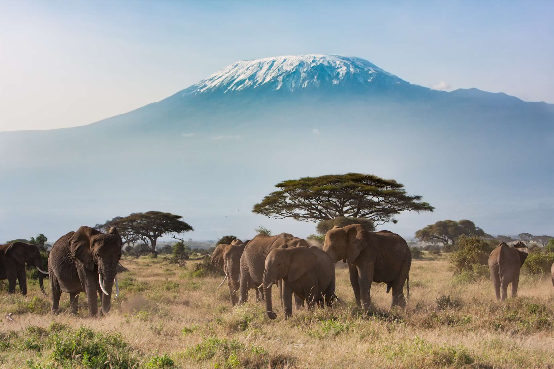 Morning Game Drive at Amboseli National Park Image