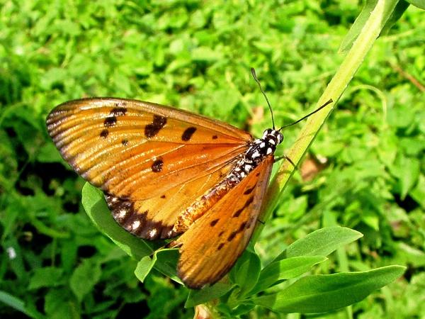 Attidiya Bird Sanctuary