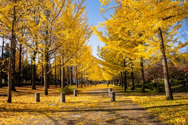  Nishat Bagh in Autumn