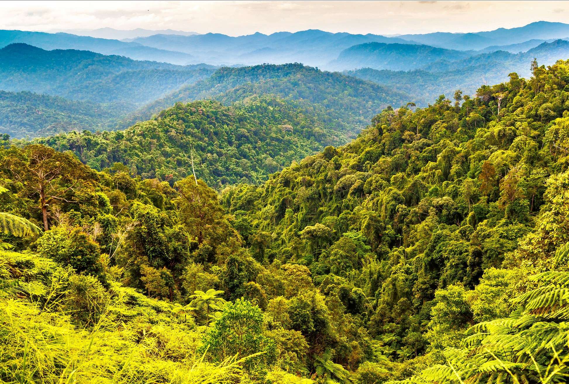 Visit the Royal Belum State Park