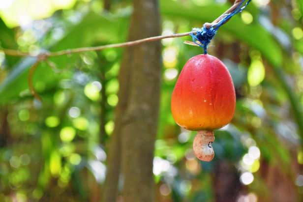 Spice Plantation Goa Image