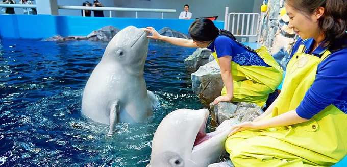 Hanhwa Aqua Planet Yeosu Admission Ticket