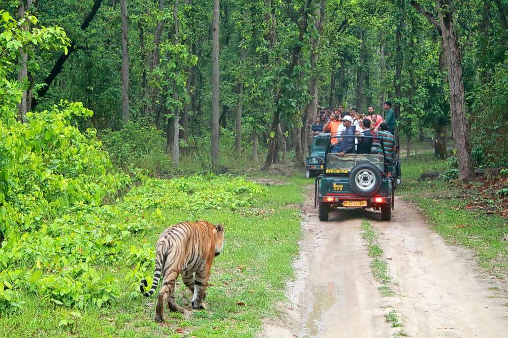 Explore the various flora and fauna in the Bandipur National Park Safari 