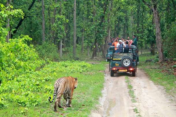 Explore the various flora and fauna in the Bandipur National Park Safari 