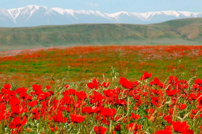 Aksu Zhabagly Nature Reserve 