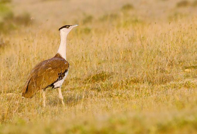 Kutch Great Indian Bustard Sanctuary