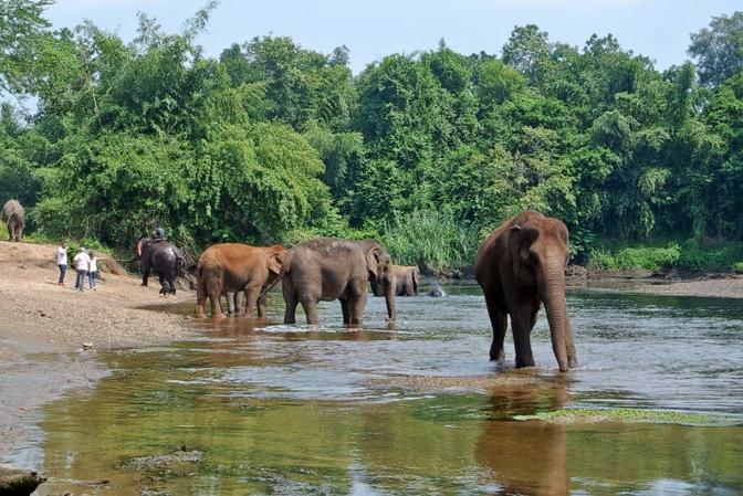 Elephant's World Kanchanaburi