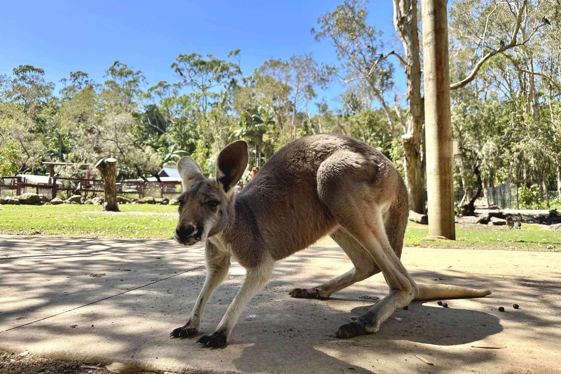 Currumbin Wildlife Sanctuary Tickets Image