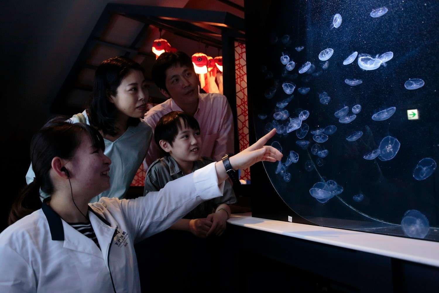 Witness the magical glow of translucent jellyfish in the Big Petri Dish at Sumida Aquarium
