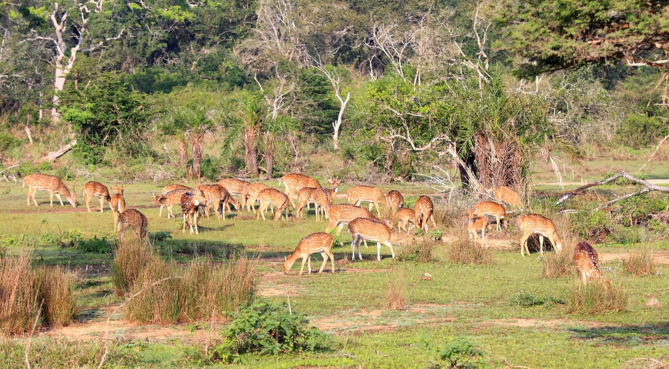 Wilpattu National Park Jeep Safari Image