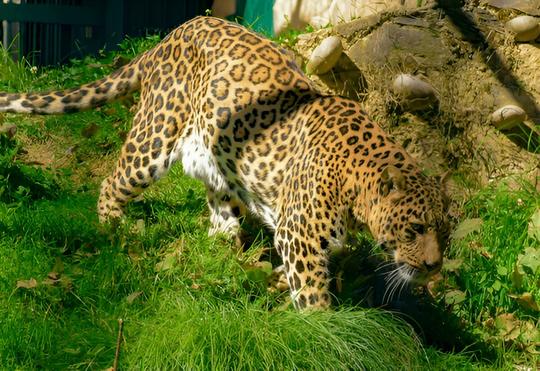 Shimla to Kufri Day Trip Image