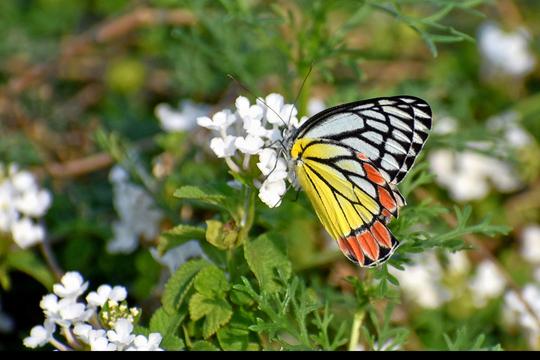 Butterfly Park In Hyderabad Image
