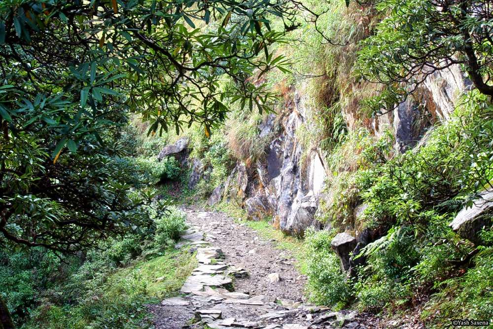 Trek to Mcleodganj and Triund from Delhi Image