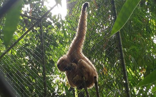 Gibbon Hike Phuket Image