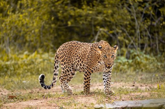 Kabini National Park Bus Safari Image