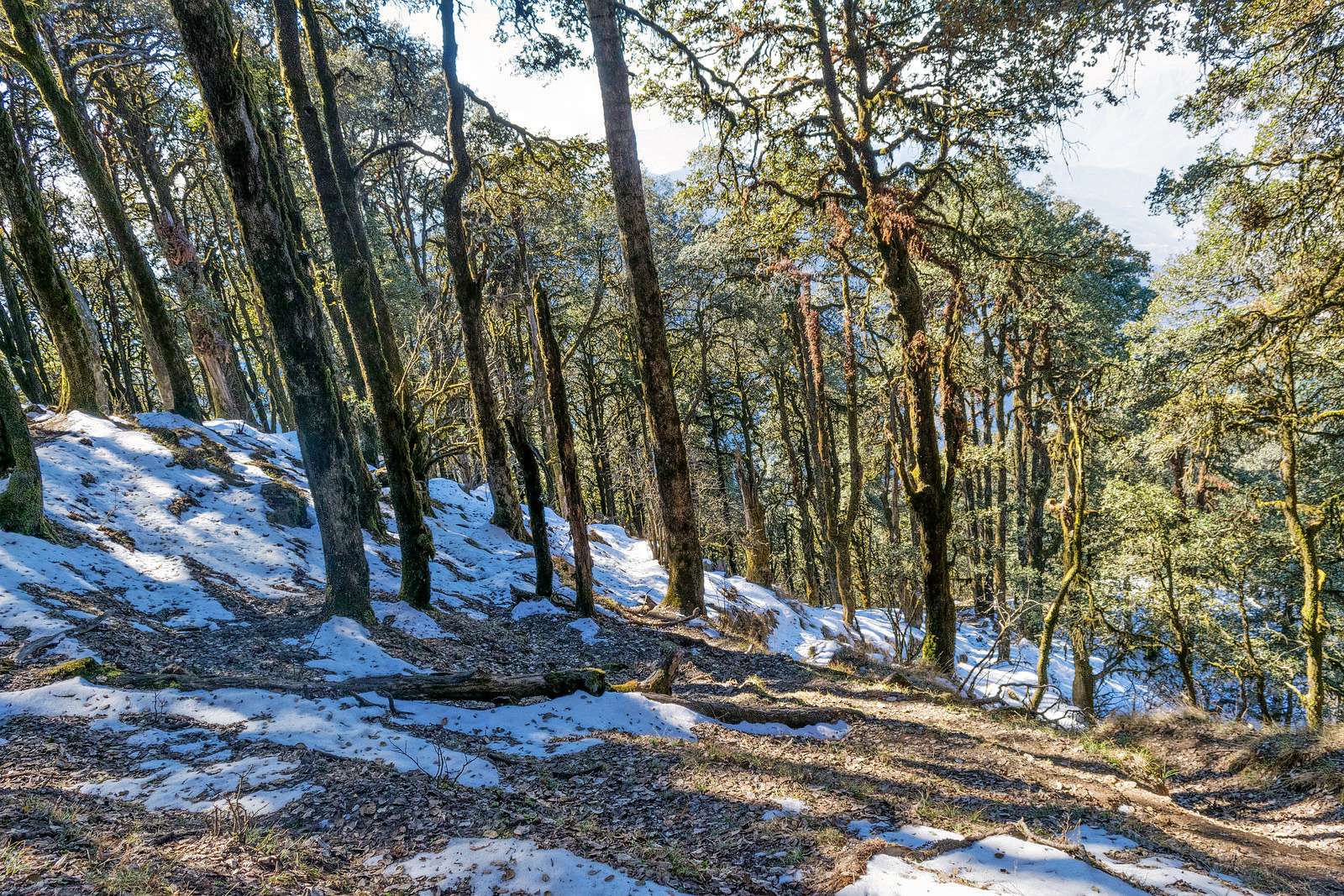 Nag Tibba Winter Trek Image