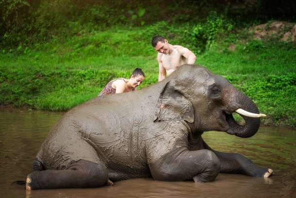 Fbgrfx44hg9lxghpe1lf6c8c0mre visitors help an elephant