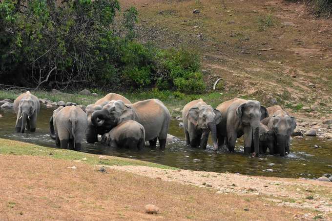 Uncover the unique village life in harmony with elephants
