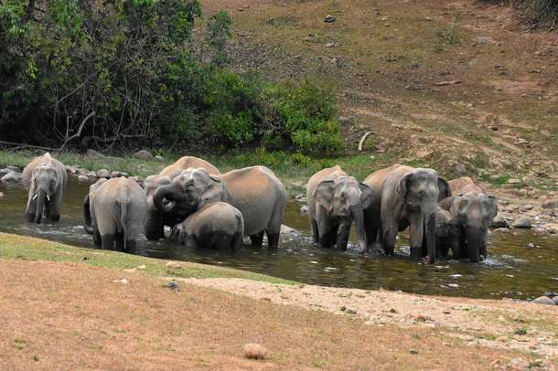 Uncover the unique village life in harmony with elephants