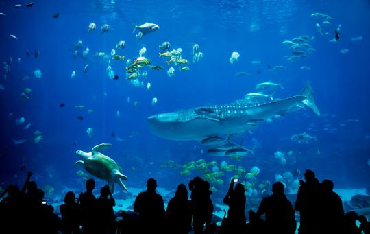 Visit the famous SEA LIFE aquarium.