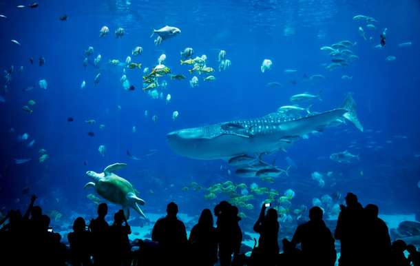 Visit the famous SEA LIFE aquarium.