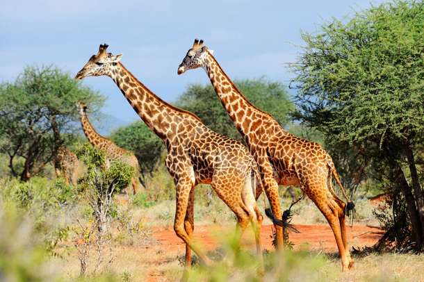 Fed0ff515kaxt2qpcnfcwswoe8uv east%20tsavo 8