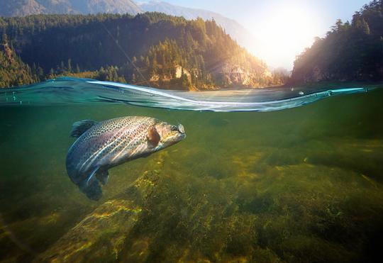 Fishing Experience In River Parvati Image