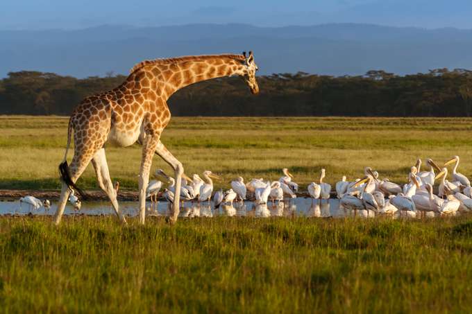 Lake Nakuru National Park, Kenya