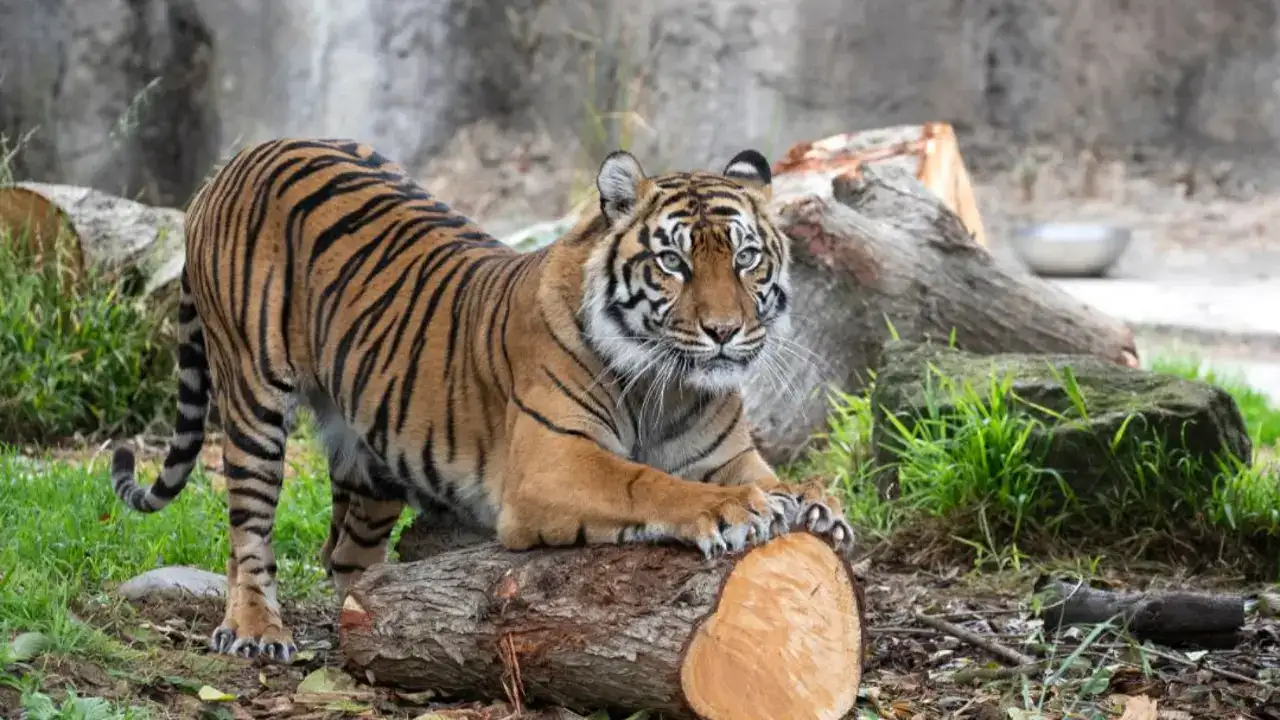 San Francisco Zoo Tickets Image