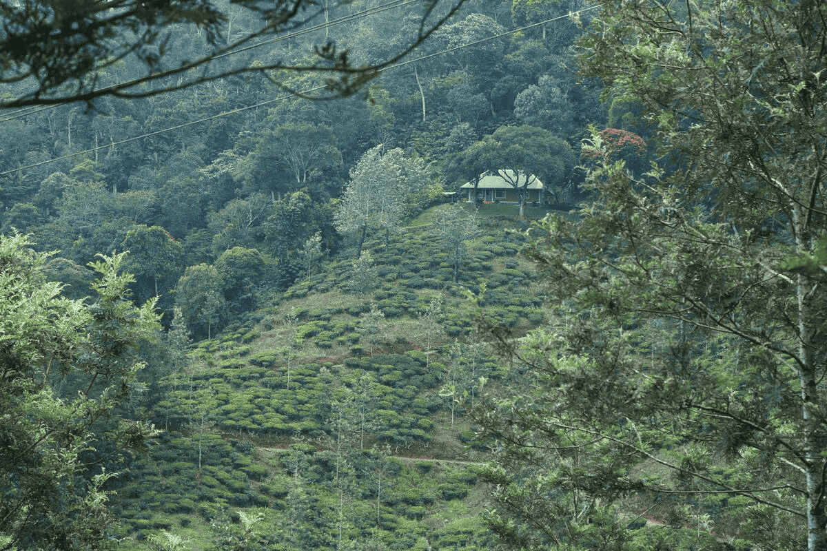 Tree House Stay in Thekkady Image