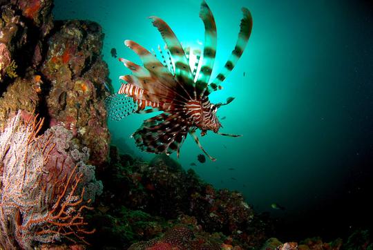 Scuba Diving in Ao Nang Image