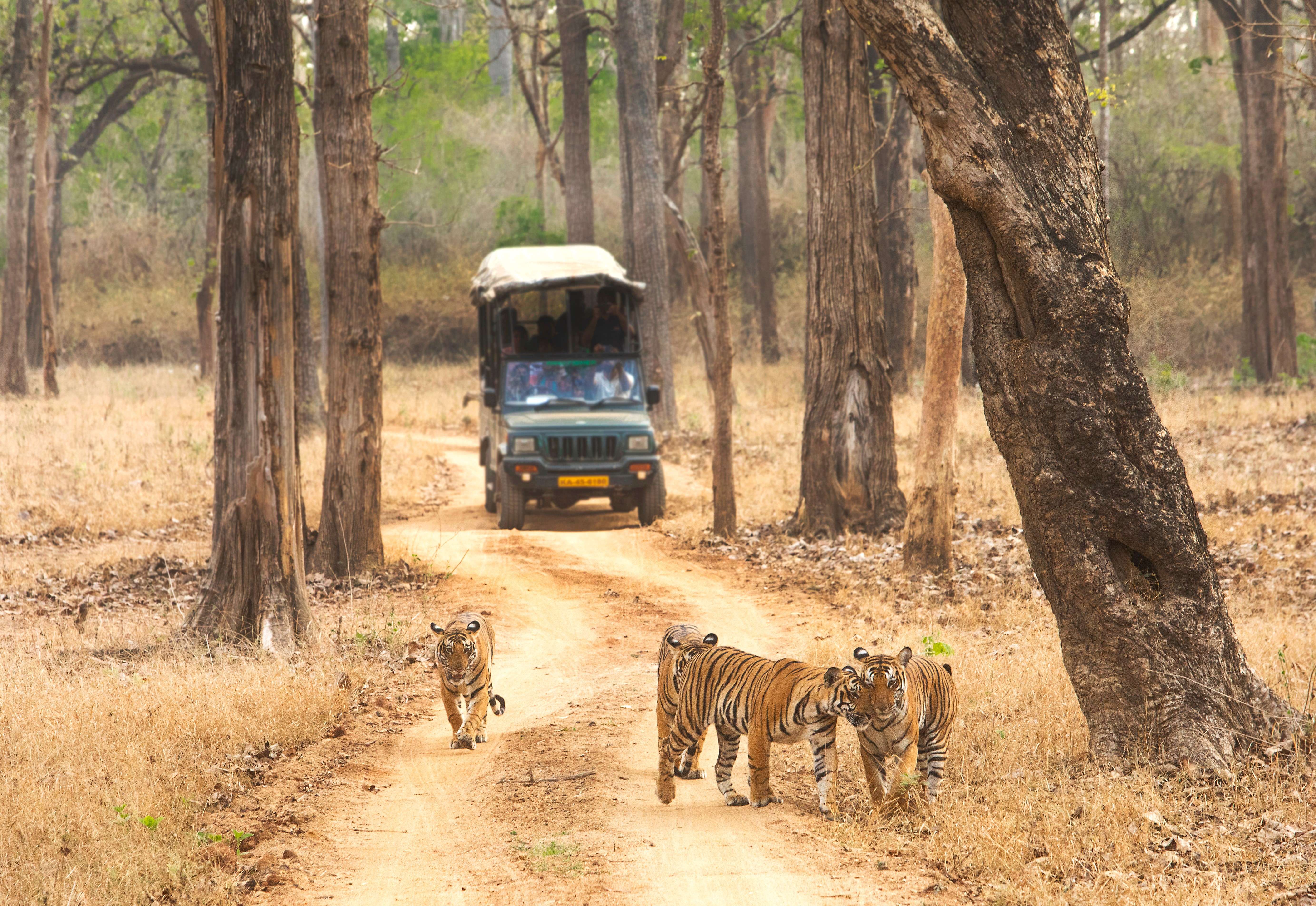 Tigers at Kabini National Park