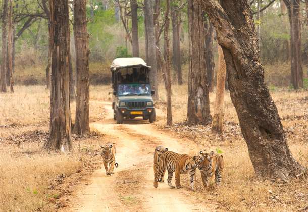 Tigers at Kabini National Park