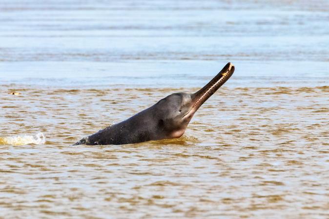 Vikramshila Gangetic Dolphin Sanctuary, Bhagalpur