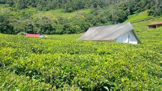 Camping By Tea Gardens Ooty Image