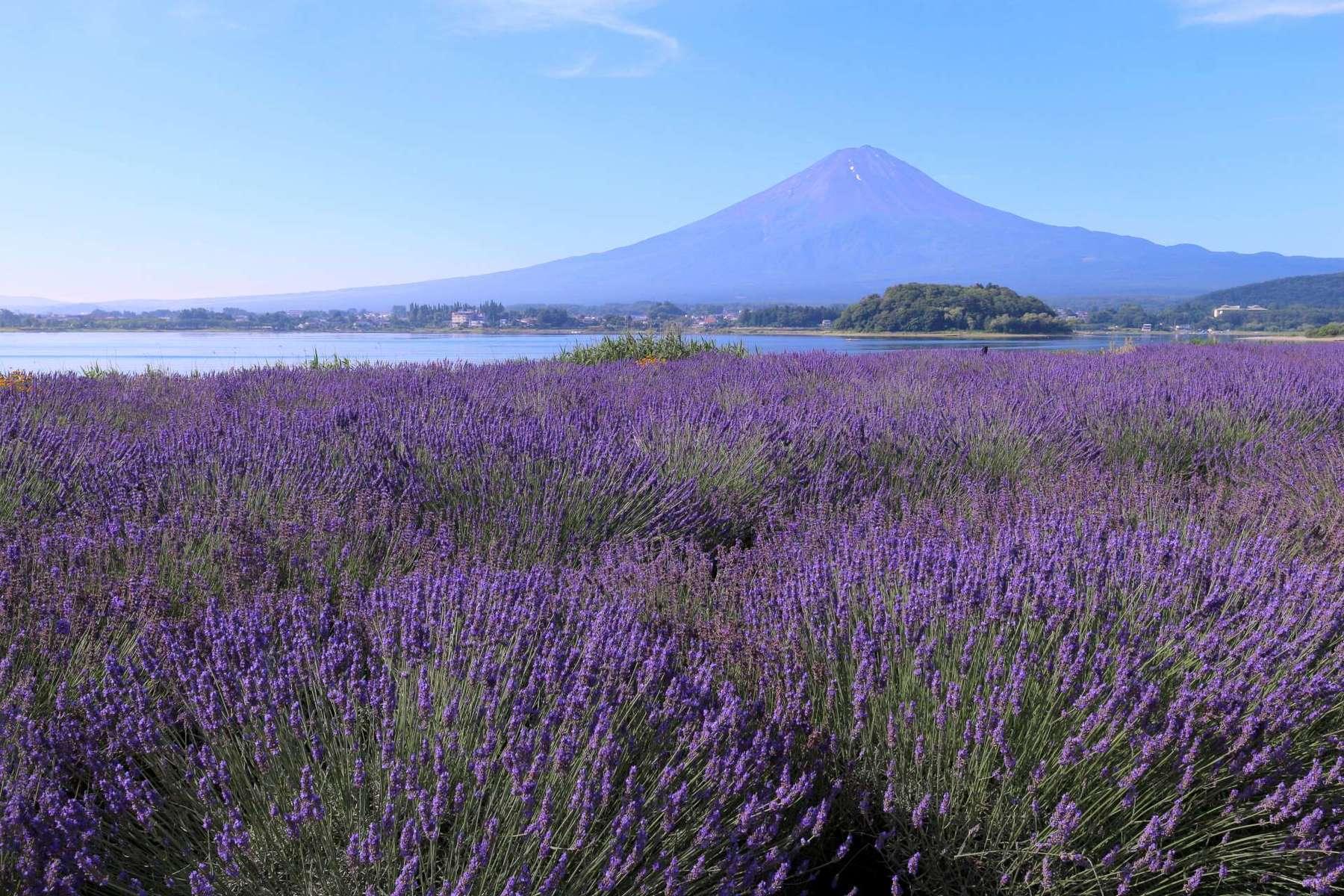 Mt Fuji Flower Sightseeing Tour From Tokyo Image