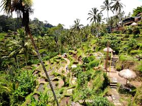 Tegallalang Rice Terraces
