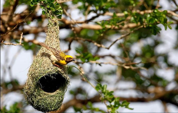Kumana National Park