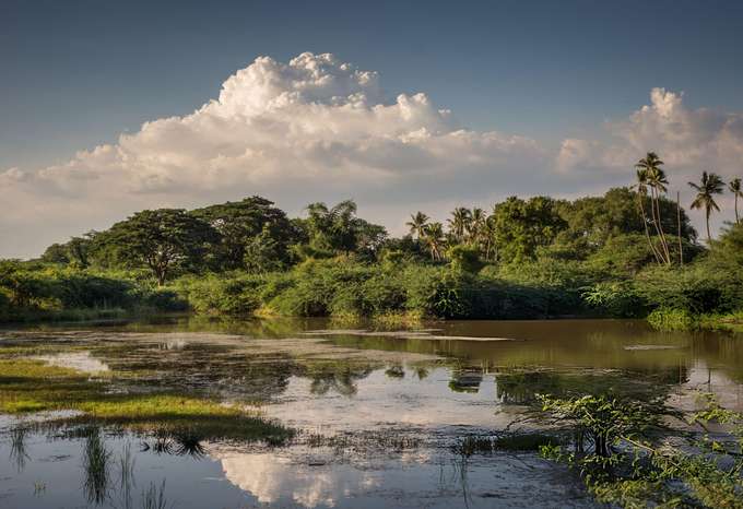 Walk through the lush Pallikaranai Marshland, a vital RAMSAR site