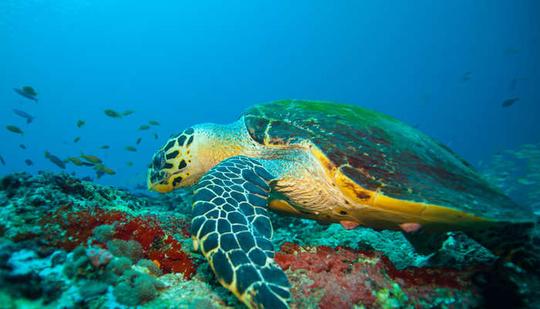 Scuba Diving in Bentota Image