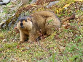 Fqfy2m3likpch043kmpc2wshhhke himalayan marmot at tshophu lake bhutan 091007 b