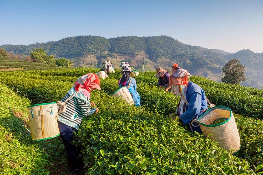 West Sikkim Tour Image