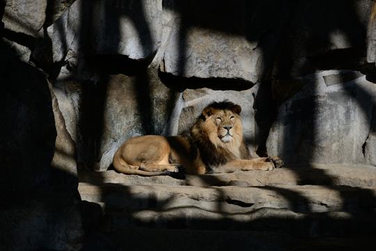 Berlin Zoological Garden Tickets Image