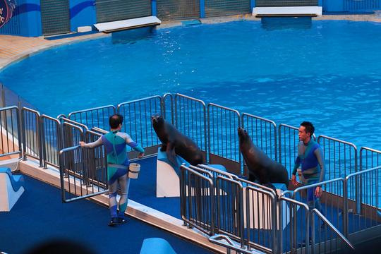 Ocean Park Sea Lion Show Hong Kong Image