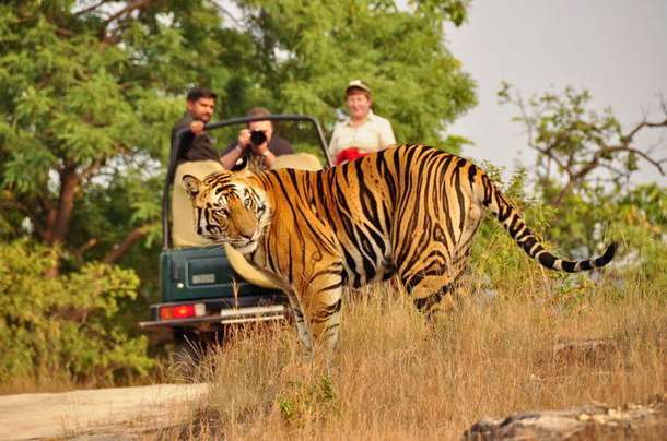 Fwy1uii21ochy1jscoxt2g0ac4qk 1562848839 032 ranthambore safari 2