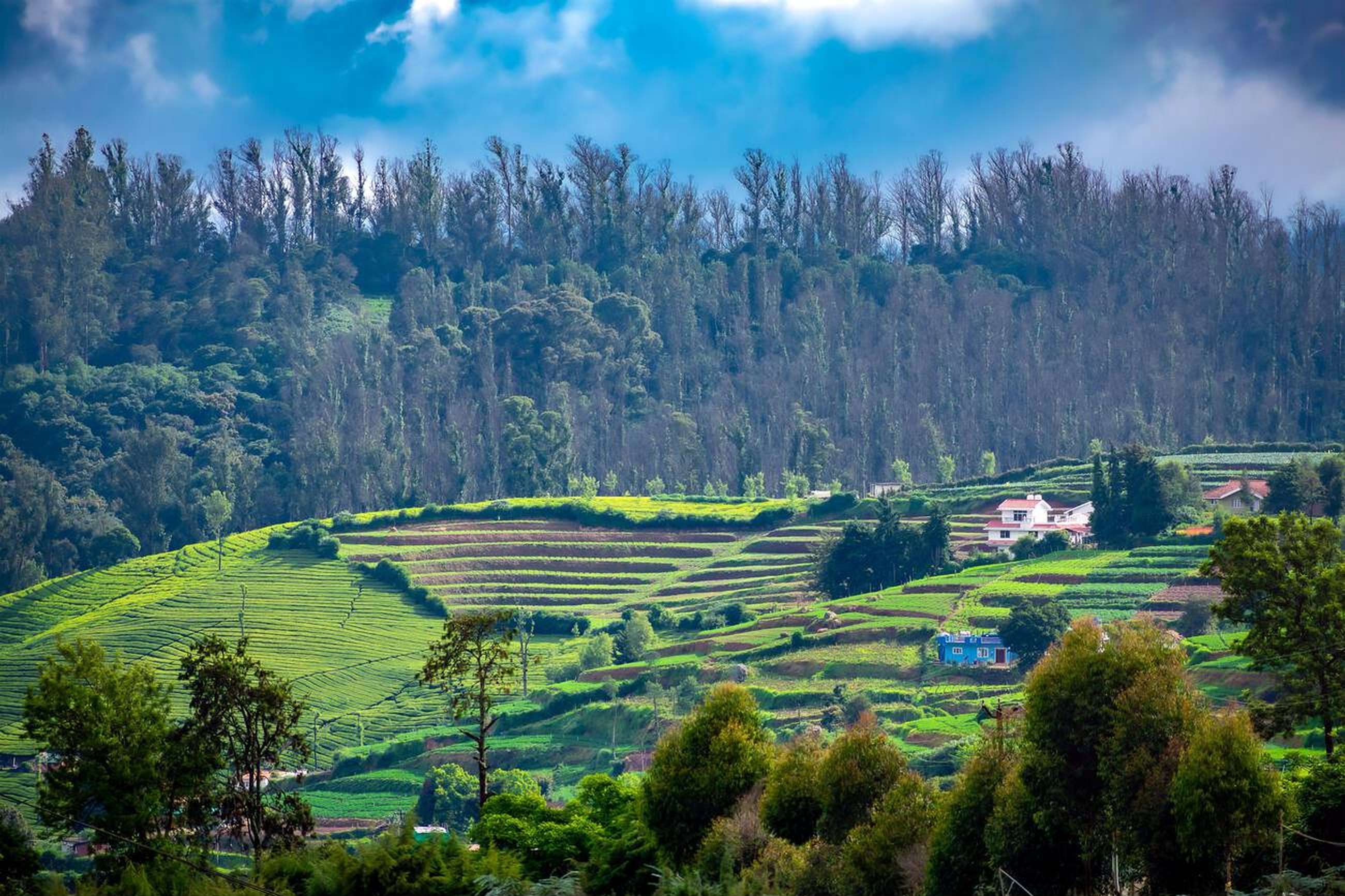 Escape to the Nilgiris on a scenic journey from Bangalore to Ooty and Coonoor