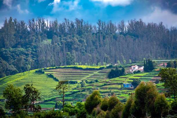 Escape to the Nilgiris on a scenic journey from Bangalore to Ooty and Coonoor