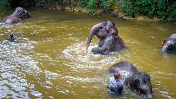 Kuala Gandah Elephant Sanctuary Tour from Kuala Lumpur with Fireflies Night Cruise & Seafood Dinner