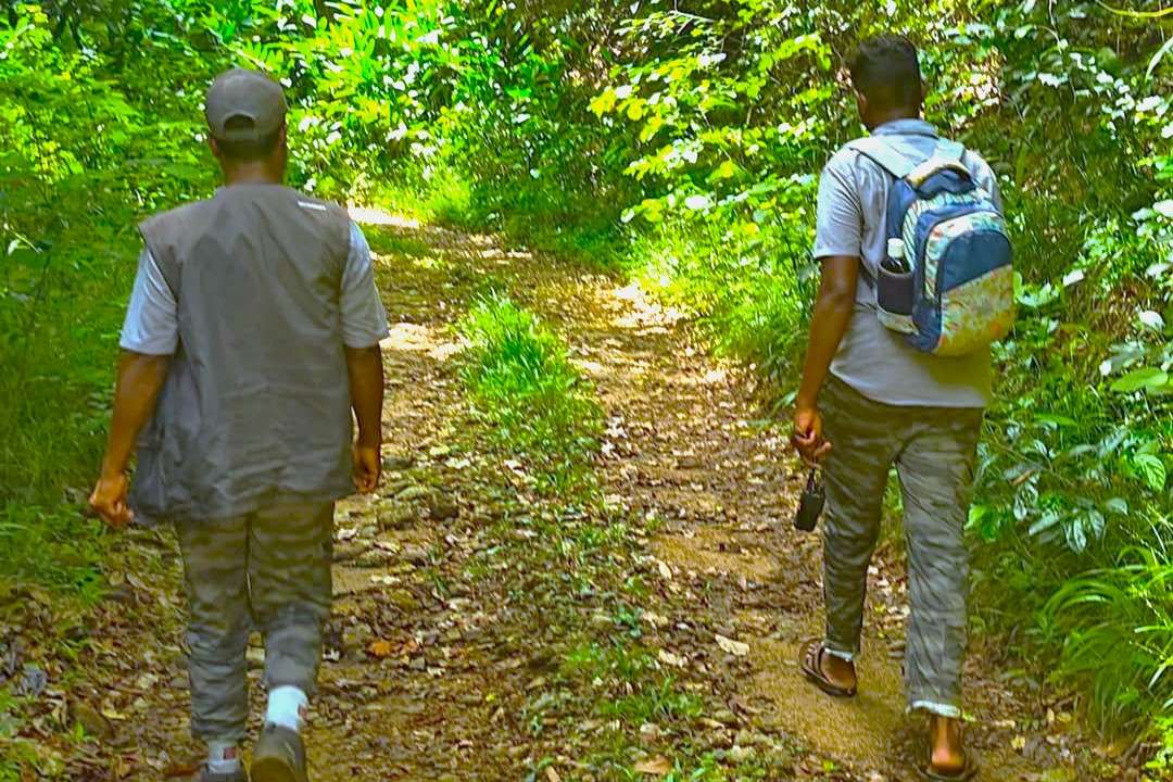 Explore 116 hectares of untouched Shola ecosystem on foot