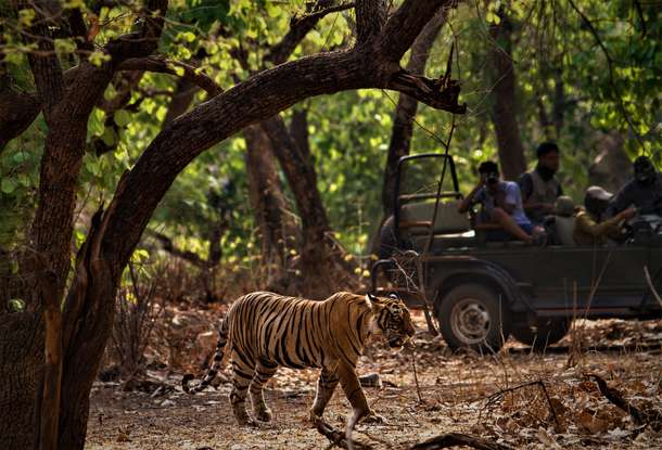 Catch a glimpse of Royal Bengal Tiger on a safari, Jim Corbett